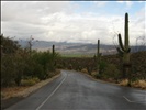 Cactus Forest Drive, Saguaro National Park 58